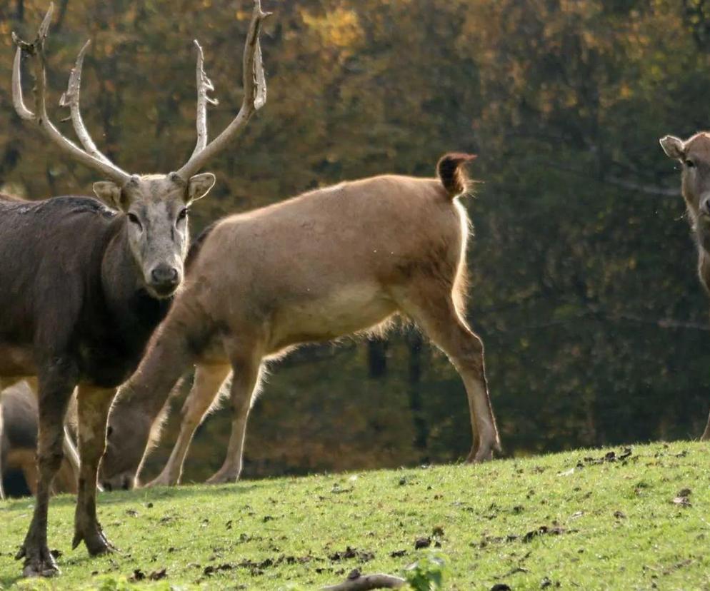 Nie żyją jelenie milu z wrocławskiego zoo. Czy ktoś mógł je otruć? 