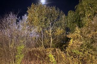 Bohaterski pies z Wrocławia uratował swojego 71-letniego pana