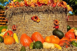 Farma Dyniowa Ruda Śląska