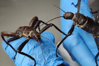 Para owadów podróżowała w paczce InPostu. Znaleźli ją pracownicy magazynu. Straszyki trafiły do Ekostraży