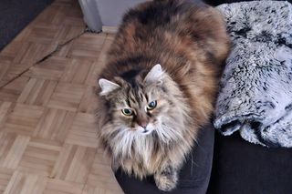 Światowy Dzień Kota. Oto milusińscy naszych Czytelników!