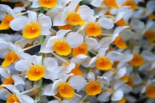 Storczyk Dendrobium nobile - uprawa w domu. Jak sprawić, by storczyki Dendrobium zakwitły?