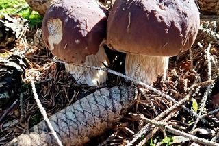 Sezon na grzyby już trwa. „To jeden z najwcześniejszych wysypów w historii” 