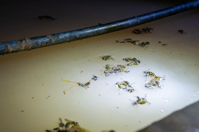 KAS zlikwidowała bimbrownię w gminie Mońki. 28-latek usłyszał zarzuty