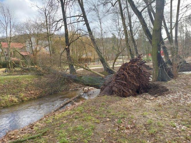 Radni zadecydują co dalej z pomnikami przyrody