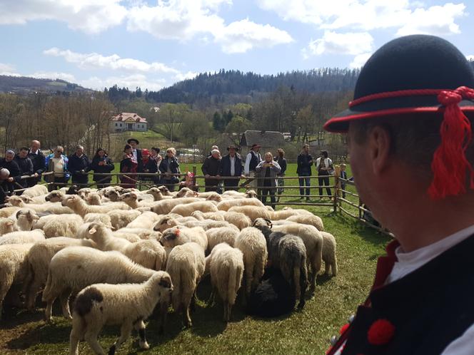 Rozpoczęcie sezonu pasterskiego w Rychwałdzie