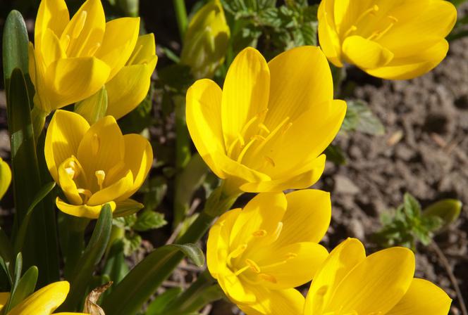 Sternbergia żółta - Sternbergia lutea