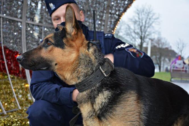 Szarik - nowy policyjny pies w Komendzie Miejskiej Policji w Suwałkach [ZDJĘCIA]