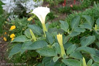 Datura: jak przechowac rosliny do wiosny