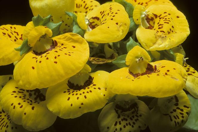 Pantofelnik (Calceolaria)