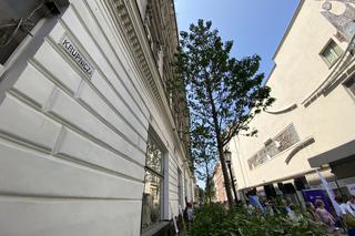 Zielona ulica Krupnicza