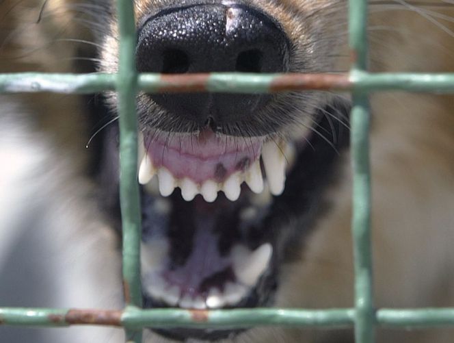 zły, agresywny pies, zęby psa, wściekły pies