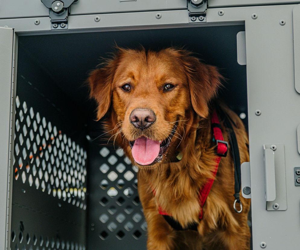 Kryzys a bezpieczeństwo zwierząt domowych i gospodarskich. O czym powinni pamiętać opiekunowie?