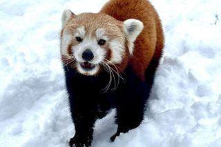 Wielka ucieczka małej pandy