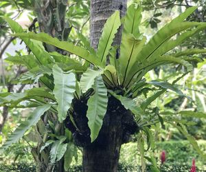 Asplenium nidus