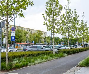 Sadzenie zieleni na placu Bankowym w maju 2025 r.