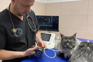 Przyszedł kot na badania