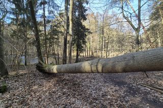 To jedna z piękniejszych rzek w Olsztynie. Można ją zobaczyć w kultowym serialu