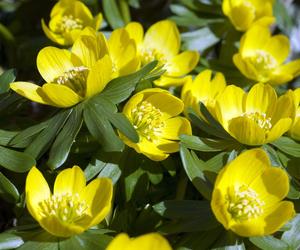 Rannik zimowy (Eranthis hyemalis)