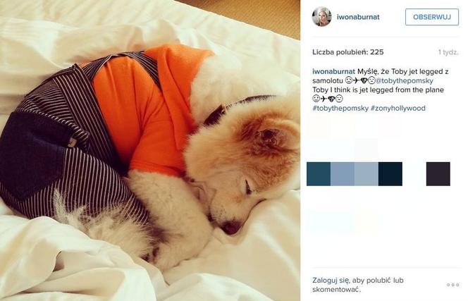 Oto NAJMODNIEJSZY pies na świecie! Daniel Jacob Dali o pupilu Żony Hollywood