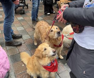 Golden Retriever WOŚP w Poznaniu