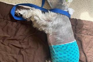 Były szef ZKP pogryziony przez trzy psy