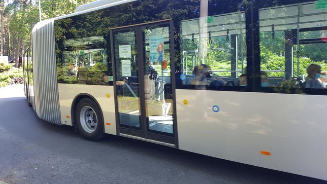 Pierwszy kurs autobusu przegubowego w Grudziądzu