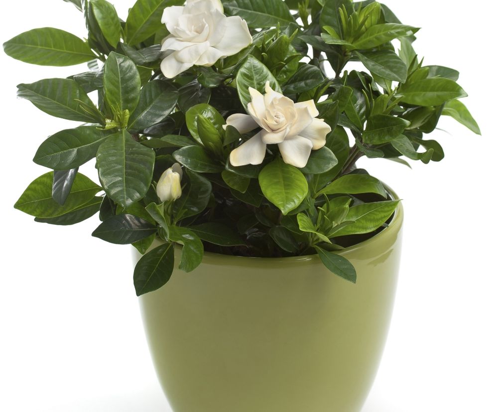 Gardenia jaśminowata