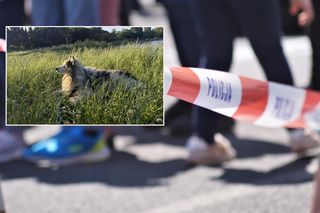 Zwierzęce piekło w Kaliszu! Pies żył ze zwłokami swojej pani. Morderca wyprowadzał go na spacery