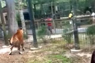  kobieta wskoczyła na wybieg tygrysa w NJ