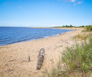 Ujście Wisły i Mewia Łacha - puste plaże i foki. Co tu zwiedzić? Jak zobaczyć foki? Wędrowne Motyle podpowiadają