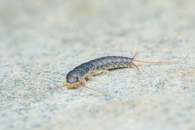 Przekrój na pół i połóż w kącie łazienki. Rybiki znikną z prędkością światła. Skuteczną pułapka na rybiki