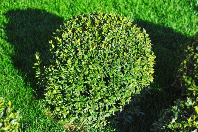 Żółknący bukszpan [Porada eksperta]