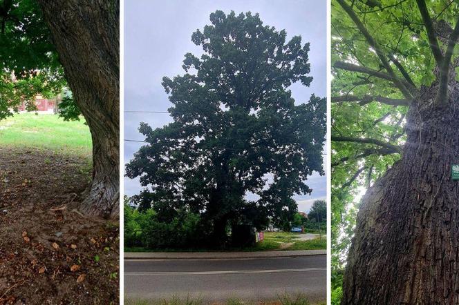 Ludzie zgłosili do konkursu na Bydgoskie Drzewo Roku nawet te suche. To zdumiewające, dlaczego 