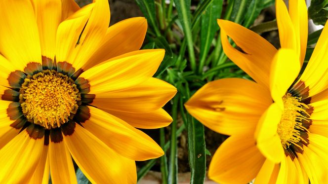 Gazania – słonecznik w wersji mini