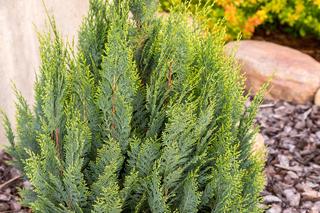 Krzewy na balkon słoneczny