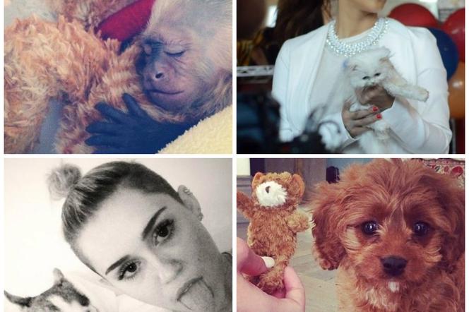 Katy Perry, Miley Cyrus, Joanna Krupa... i inne gwiazdy, które kochają zwierzęta! :) ZDJĘCIA
