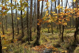 Te miejsca w Trójmieście i okolicach musisz odwiedzić jesienią