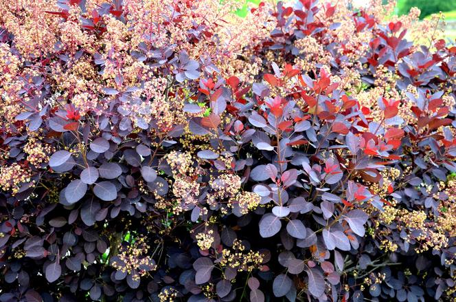 Perukowiec podolski 'Royal Purple' - Cotinus coggygria ‘Royal Purple’