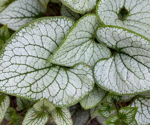 Brunnera wielkolistna