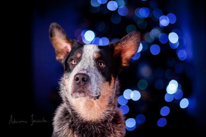 Jedno z wyróżnionych zdjęć z Lubelszczyzny: Adriana Jaworska w kategorii Mój Dom