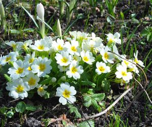 Pierwiosnek bezłodygowy - Primula vulgaris