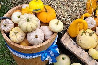 Święto Dyni Rzuchowa 2022