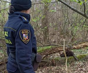 Bóbr uwięziony w piwnicy we Wrocławiu. Na ratunek ruszyły strażniczki miejskie