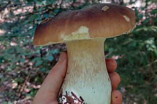 Wysyp grzybów w woj. lubelskim 