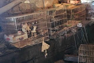 OTOZ Animals interwencja w Żywcu