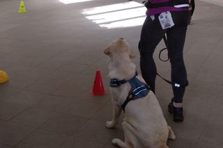 Labi „pracuje” w bydgoskiej straży miejskiej od prawie roku