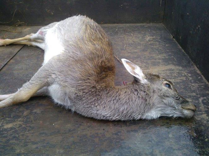 ŻYWEJ SZOPKI NIE BĘDZIE - ZEŻARŁY JĄ SZATAŃSKIE OGARY.