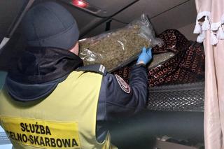 Kierowca ciężarówki miał w kabinie 22 kg marihuany