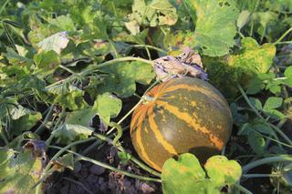 Melon - uprawa w ogrodzie, wymagania i pielęgnacja